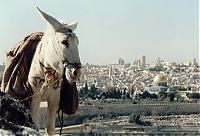 Blick auf die heilige Stadt Jerusalem